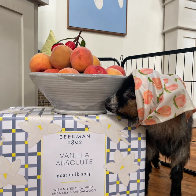 Beekman 1802 Vanilla Absolute goat milk soap displayed alongside a goat